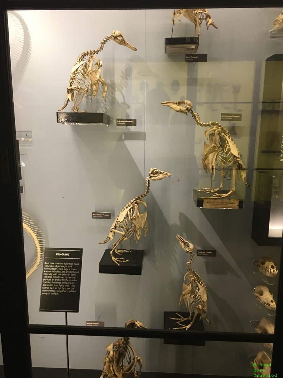 Manchester Museum - penguins exhibit